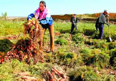 解決農產品滯銷不妨先給舊觀念“松松土”