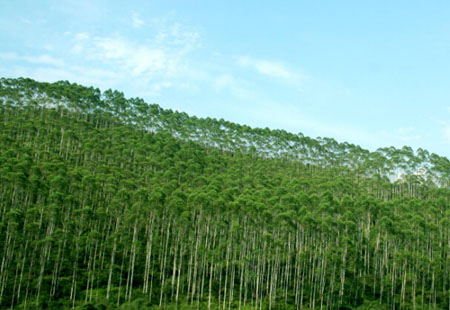 黑龍江積極推進林業(yè)碳匯交易，拓展市場機制補償模式——空氣“變現(xiàn)” 林海生金