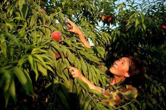 全國東西部協(xié)作和中央單位定點幫扶工作推進會在青海省西寧市召開