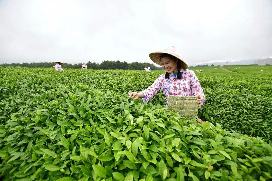 中國茶葉基本概況及產(chǎn)區(qū)分布情況分析（附茶葉百強(qiáng)縣）