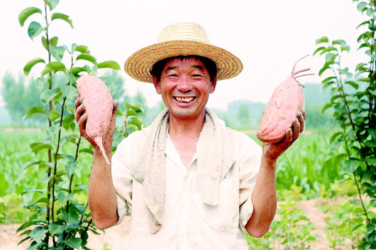 土里刨出“地瓜王國(guó)” 青年10年“賣(mài)”出產(chǎn)值近3億元公司