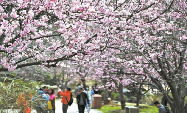 2021年無錫櫻花預(yù)報(bào)地圖出爐 櫻花花期延長