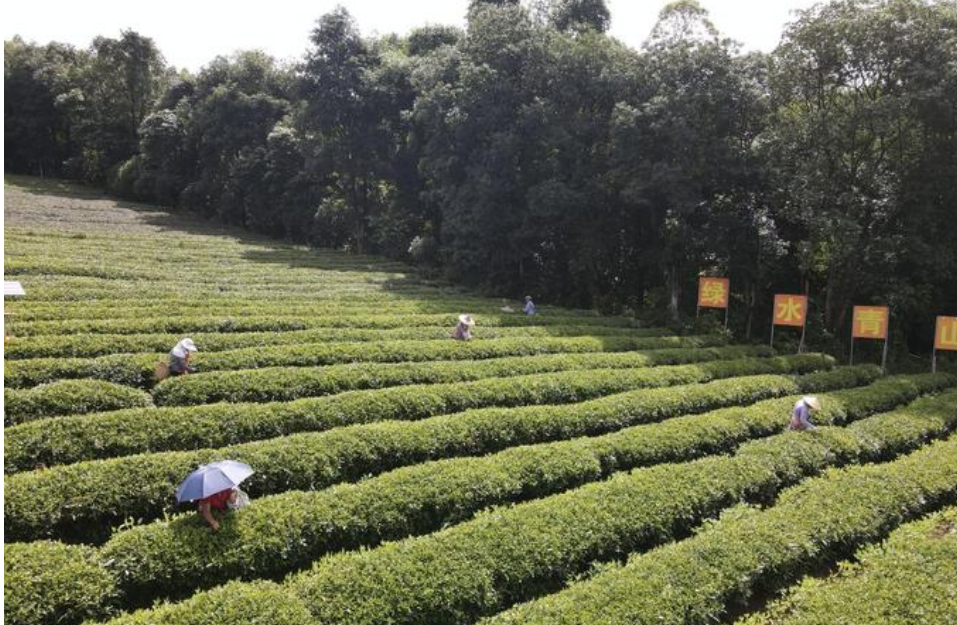 從茶“葉”到茶“業(yè)”，一片葉子富一方百姓