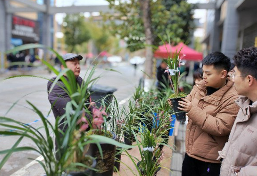 “中國(guó)細(xì)葉蓮瓣蘭花之鄉(xiāng)”云南維西：“小蘭花”成縣域經(jīng)濟(jì)“大亮點(diǎn)”