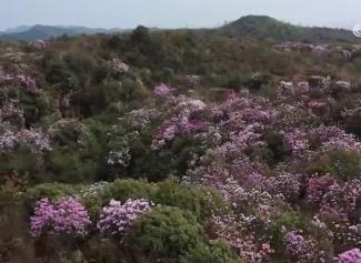 鮮花裝點(diǎn)春日大地展現(xiàn)蓬勃生機(jī) “多彩”旅游業(yè)態(tài)引客來