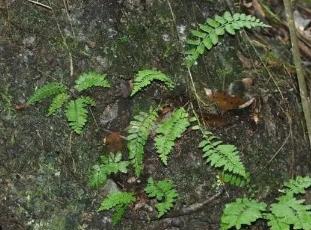 廣東：發(fā)現蕨類植物新種國達鐵角蕨