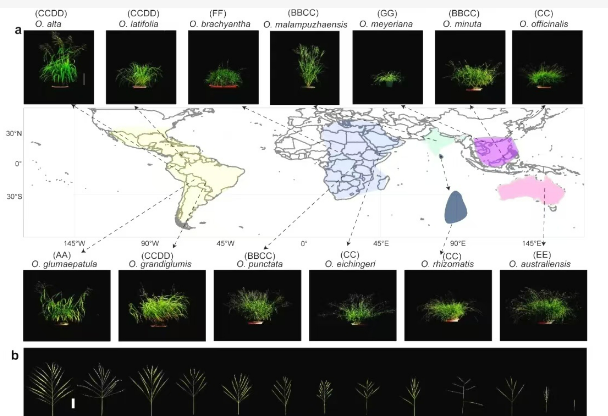 稻屬最全超級(jí)泛基因組圖譜成功繪制